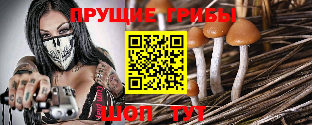 Псилоцибиновые грибы Psilocybe Лабытнанги